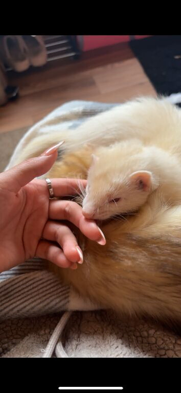 Ferret kits for sale (reserve)