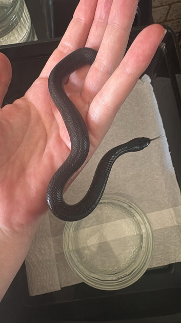 mexican black king snake