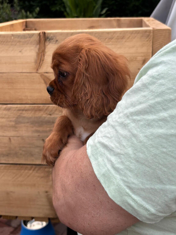 King Charles Cavalier Puppies