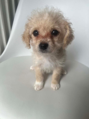 Cavapoochon x Cockerpoo
