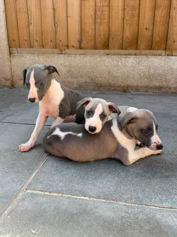 Beautiful whippet puppies