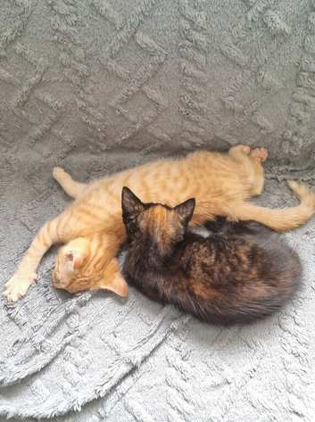 Two little kittens