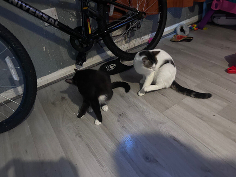 Cats for sale