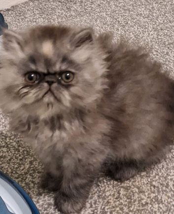 Stunning pure bred persian kittens bridgwater