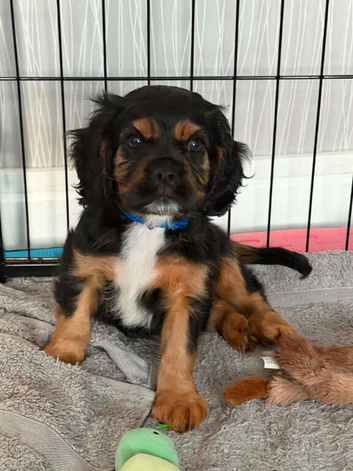 Beautiful cavalier king charles puppy