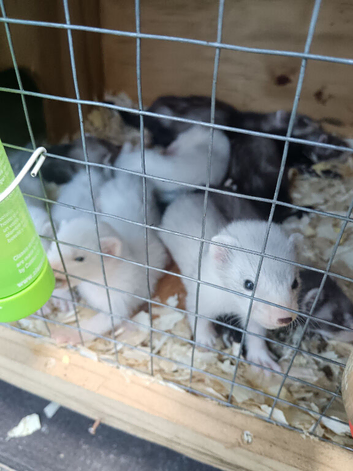 Ferrets for sale