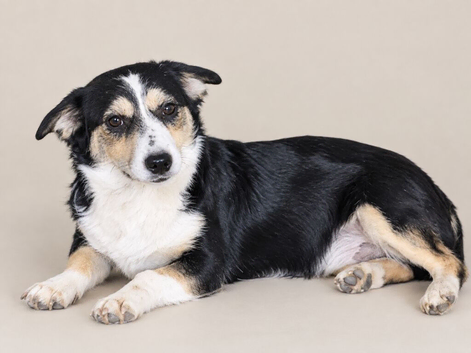 Rescued puppy, 7months,very loving