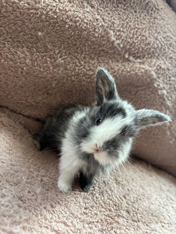 4 English Lop X Netherland Dwarf Babies