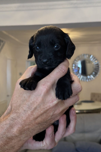 Working Cocker Spaniel Puppy