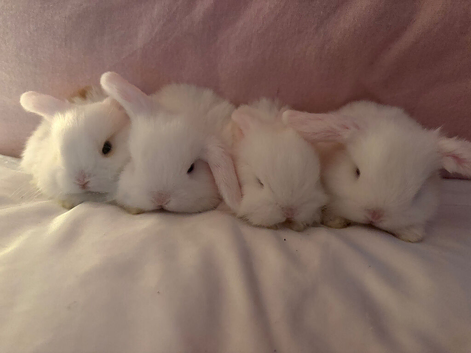 Dwarf mini lops