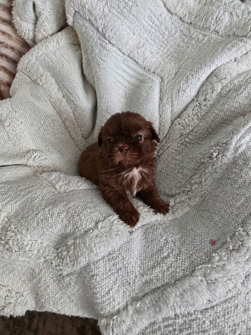 shih tzu karashishi