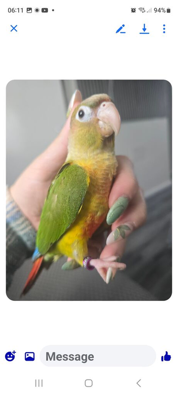 Pineapple conure
