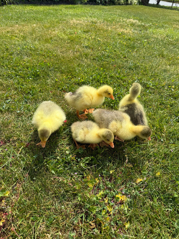 Embden and Embden/Sebastopol goslings