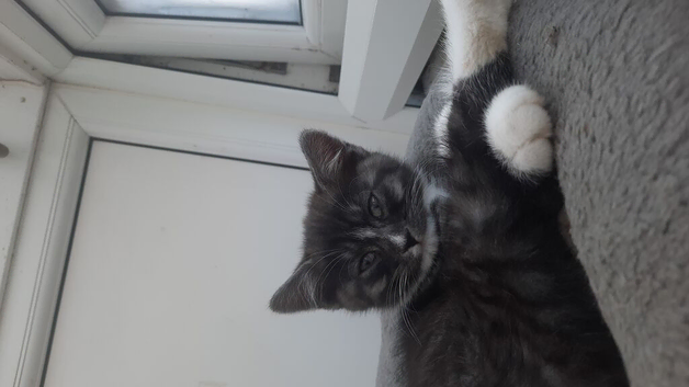 Tiger needs a loving home.  Vaccines included!