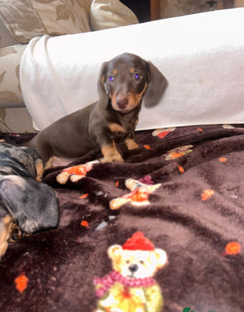 Miniature dachshund