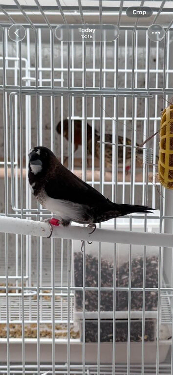 Breeding pair bengalese