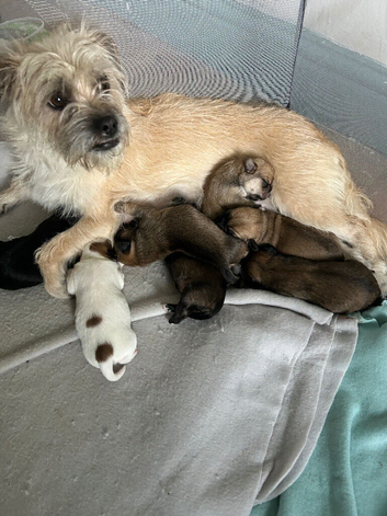 3 months old fully vaccinated boys left