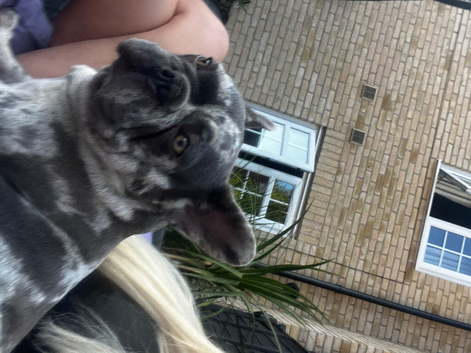 French bulldog 4years old
