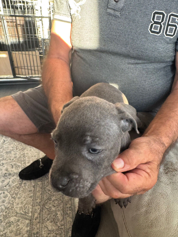 ready to go staff puppy for sale