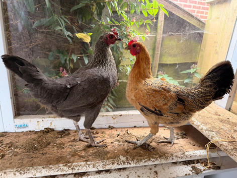 laying hens