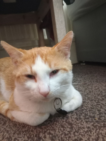 Need to re-home my 18 month cat
