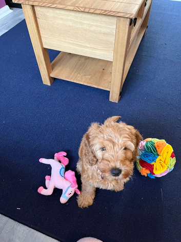 Male cockapoo