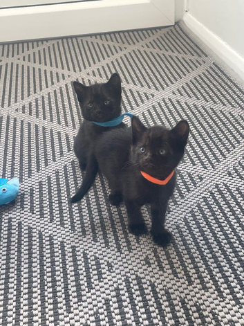 3 beautiful kittens ready may 26th