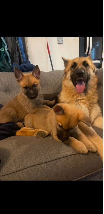 German shepard