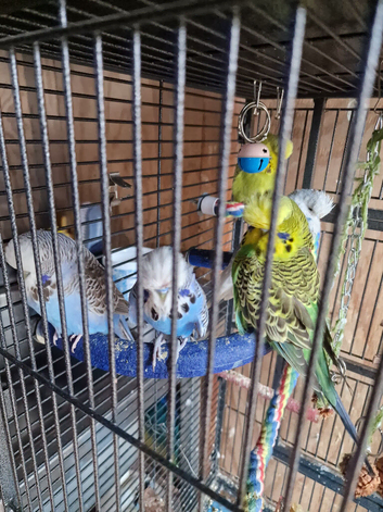 Cute budgies looking for loving family