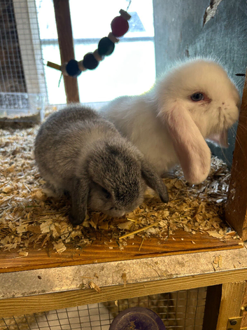 Mini lop