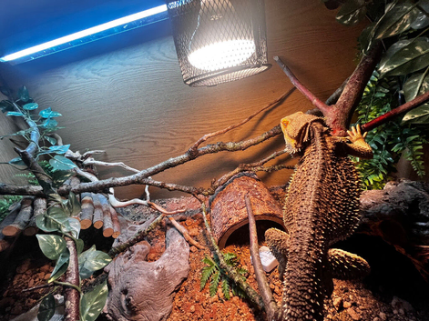 Bearded dragon