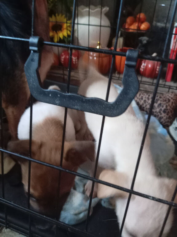 Jack Russell boys