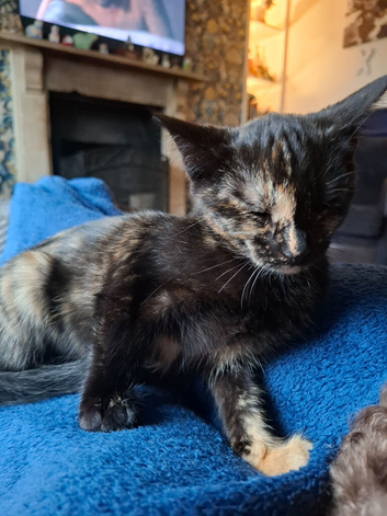 3 beautiful kittens - one girl left
