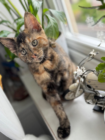 Beautiful 4-month-old Tortoiseshell kitten looking for a loving home!