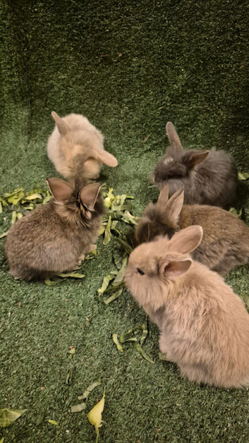 Mixed bunnies