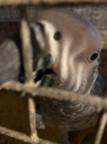 Proven male african grey