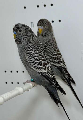 Anthracite Grey Black Face Budgies For Sale