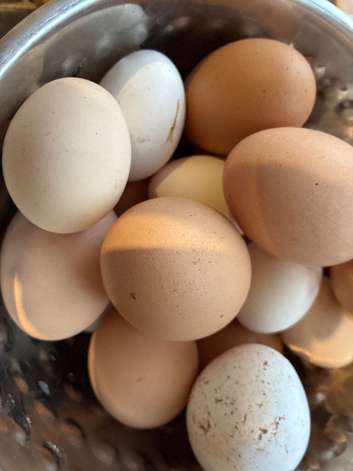 HATCHING EGGS
