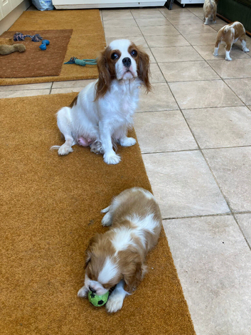Lovely litter of KC reg blenheim and tri cavalier king charles pups from health tested parents