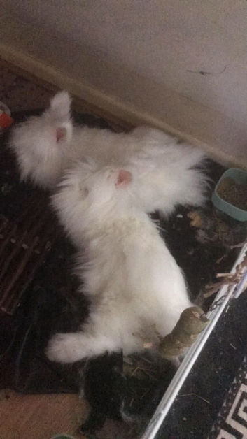2 female angora bunnies
