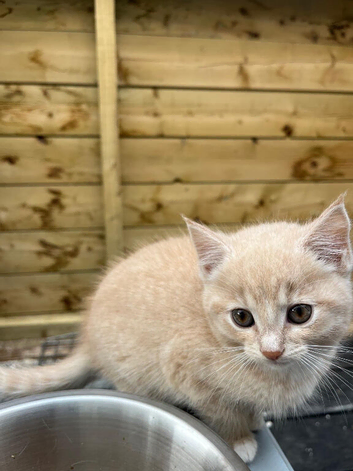 Beautiful female kitten