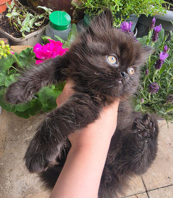 female kittens