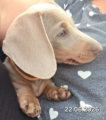 ️ ️LAST ONE! Mini daxie isabella and tan