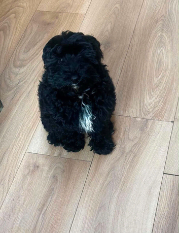 F1b toy cockapoo female