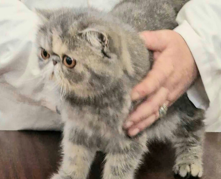 Wonderful  Exotic Shorthair Female