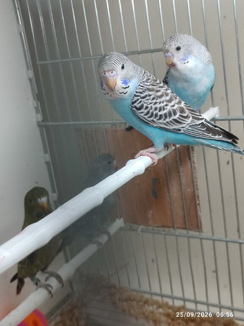Budgies bw split bf split bw