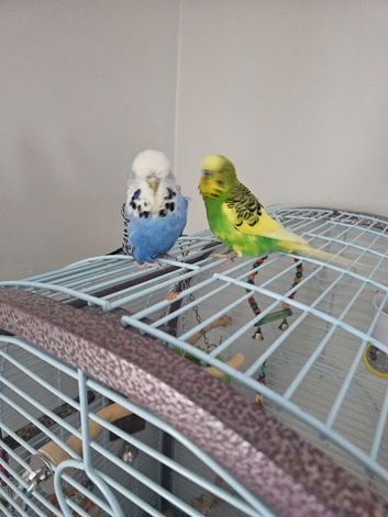 Budgies for sale and more