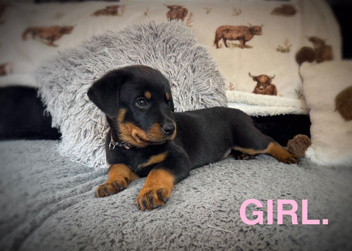 Rottweiler puppies, 3 boys, 3 girls, ready to go.