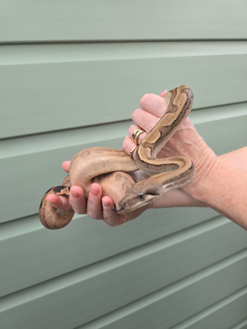 Female Fire motley boa for sale!!