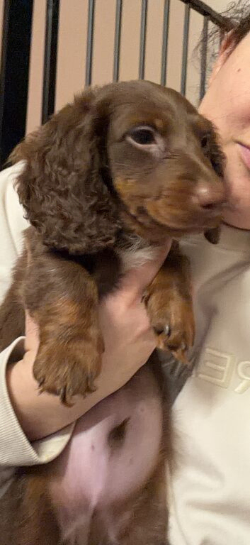 5.5 month old minature male dachshund